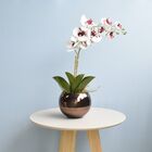 Arranjo De Orquídea Artificial Tigre No Vaso Bronze M |formos